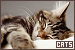 [Cats]